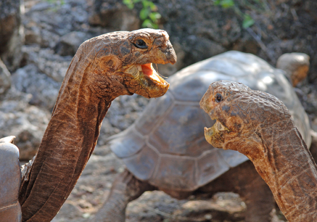 
https://adventure-international.com/wp-content/uploads/2018/08/Galapagos-giant-tortoises-650x455.jpg
