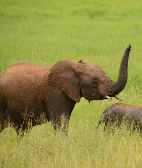 elephants Tanzania