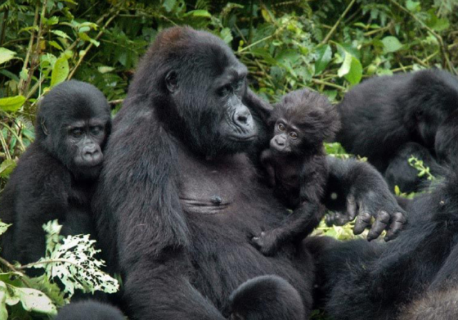 
https://adventure-international.com/wp-content/uploads/2018/08/gorilla-family-650x455.jpg
