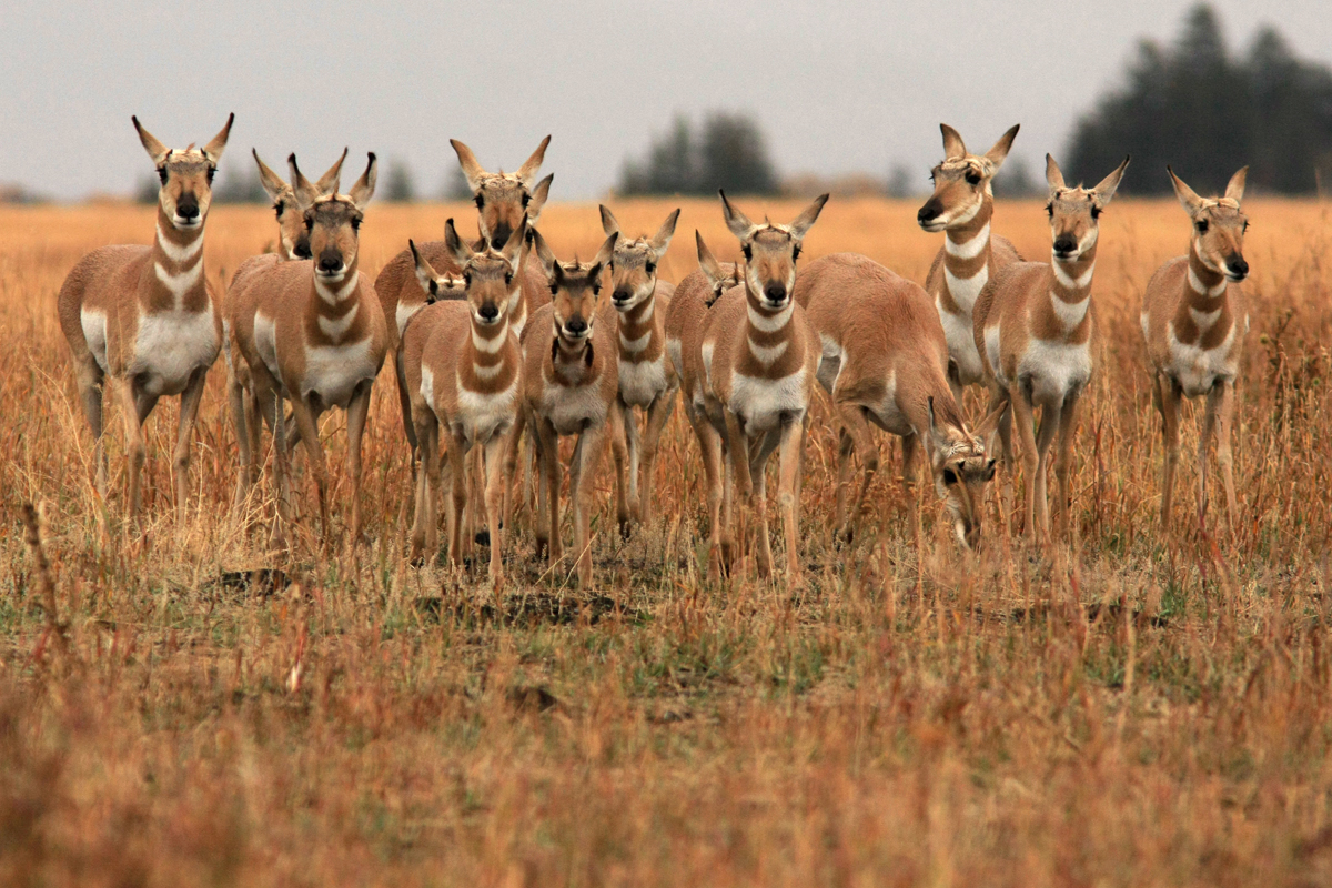 
https://adventure-international.com/wp-content/uploads/2018/08/pronghorn.jpg
